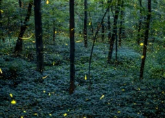 El espectáculo natural más mágico de México regresa a Tlaxcala con miles de luces en el bosque