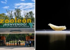 Alerta sanitaria en León: detectan Gusano Barrenador en el zoológico y refuerzan protocolos de bioseguridad