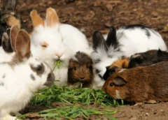 La cita más tierna del año: conejitos y cuyos tomarán CDMX este septiembre