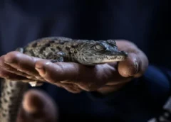 Diez cocodrilos del Nilo nacen de forma natural en Francia por el calor extremo
