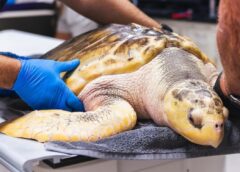 Rossi, la tortuga que cruzó el Atlántico de Texas a Gales, está lista para volver al mar