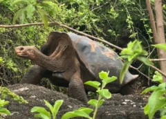 Las tortugas gigantes de Galápagos vuelven a casa: la increíble historia de una especie que se negó a desaparecer