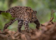 Descubren en Bolivia un pequeño felino que permaneció oculto para la ciencia durante millones de años