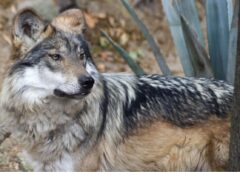 Trump pone en la mira al lobo mexicano y busca eliminar su protección en EU