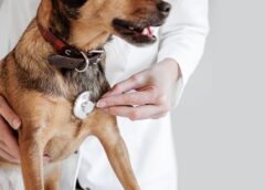 Veterinarias gratis o a bajo costo en CDMX: dónde llevar a tu perro o gato