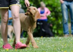 Can Fest México 2026: adopciones, atención veterinaria y una carrera para disfrutar con tu perro en CDMX
