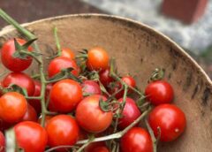 Jitomates, salsas y semillas criollas: Los Pinos tendrá una feria para celebrar un ingrediente esencial de la cocina mexicana