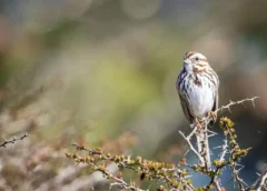 Aves y humanos hablan (y cantan) casi el mismo idioma: un estudio revela patrones vocales universales