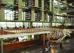 Día de Muertos en la Biblioteca Vasconcelos: cine de terror, talleres y actividades gratis en CDMX