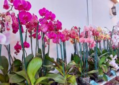 Orquídeas, talleres y flores: así será el evento gratuito en San Ángel este fin de semana