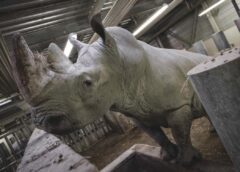 Wami, el rinoceronte blanco que viajó de París a México para ayudar a salvar su especie
